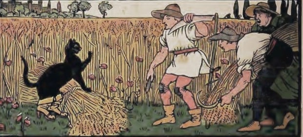 cat in fields with farmer