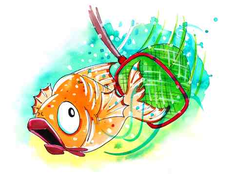 Colin the Carp is netted