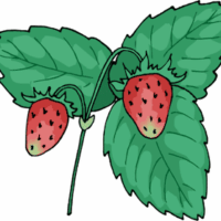 The First Strawberries