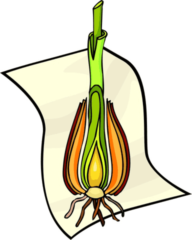 09-secret-garden-bulb