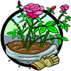 roses
