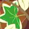 Ivy