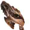 Dinosaur head