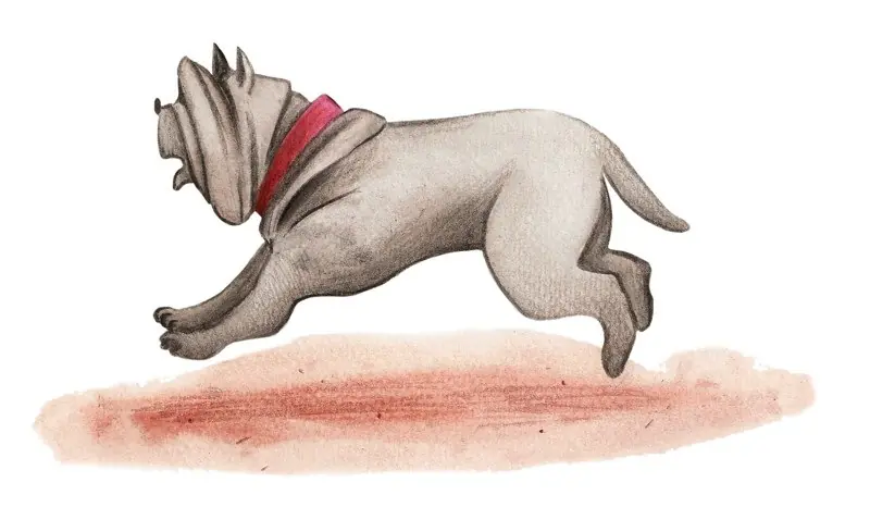 Pinocchio, the Police Dog, Alidoro , by Chiara Civati