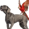 Astropup And Chief Parrot