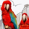 two parrots in city