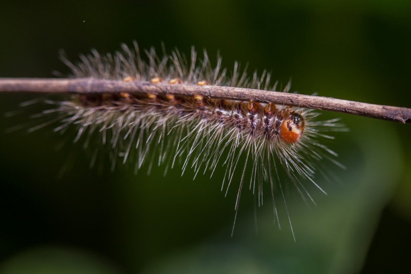 caterpillar