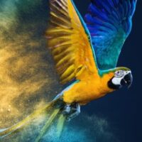 Bird Explosion Sq