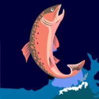 salmon