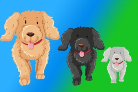 Three Dogs different sizes black, white, apricot