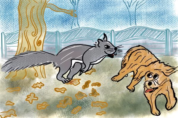 Huge Squirrel chases dog