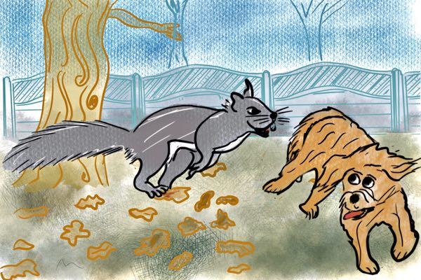 Huge Squirrel chases dog