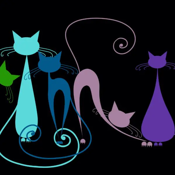 Colourful Cats