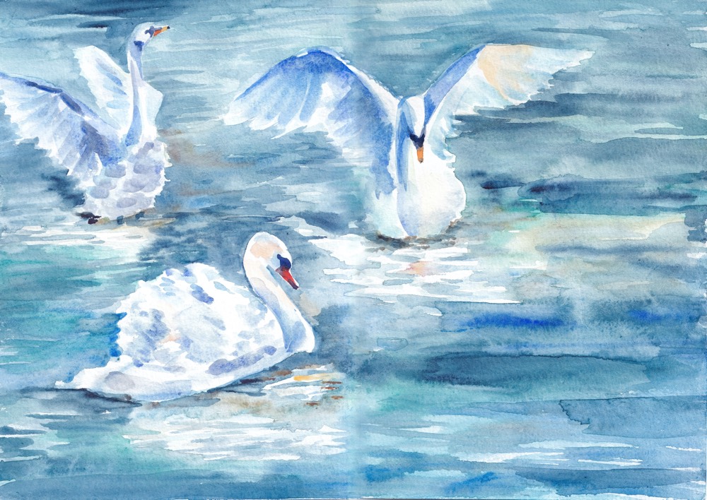 Watercolour Swans