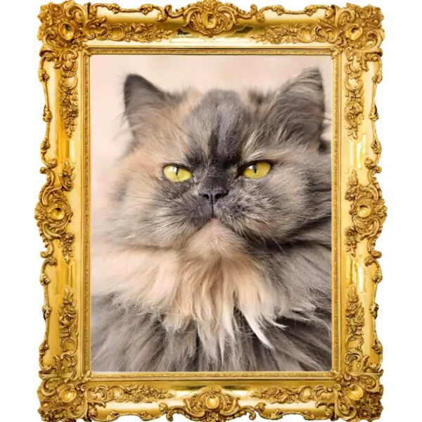 portrait of cat