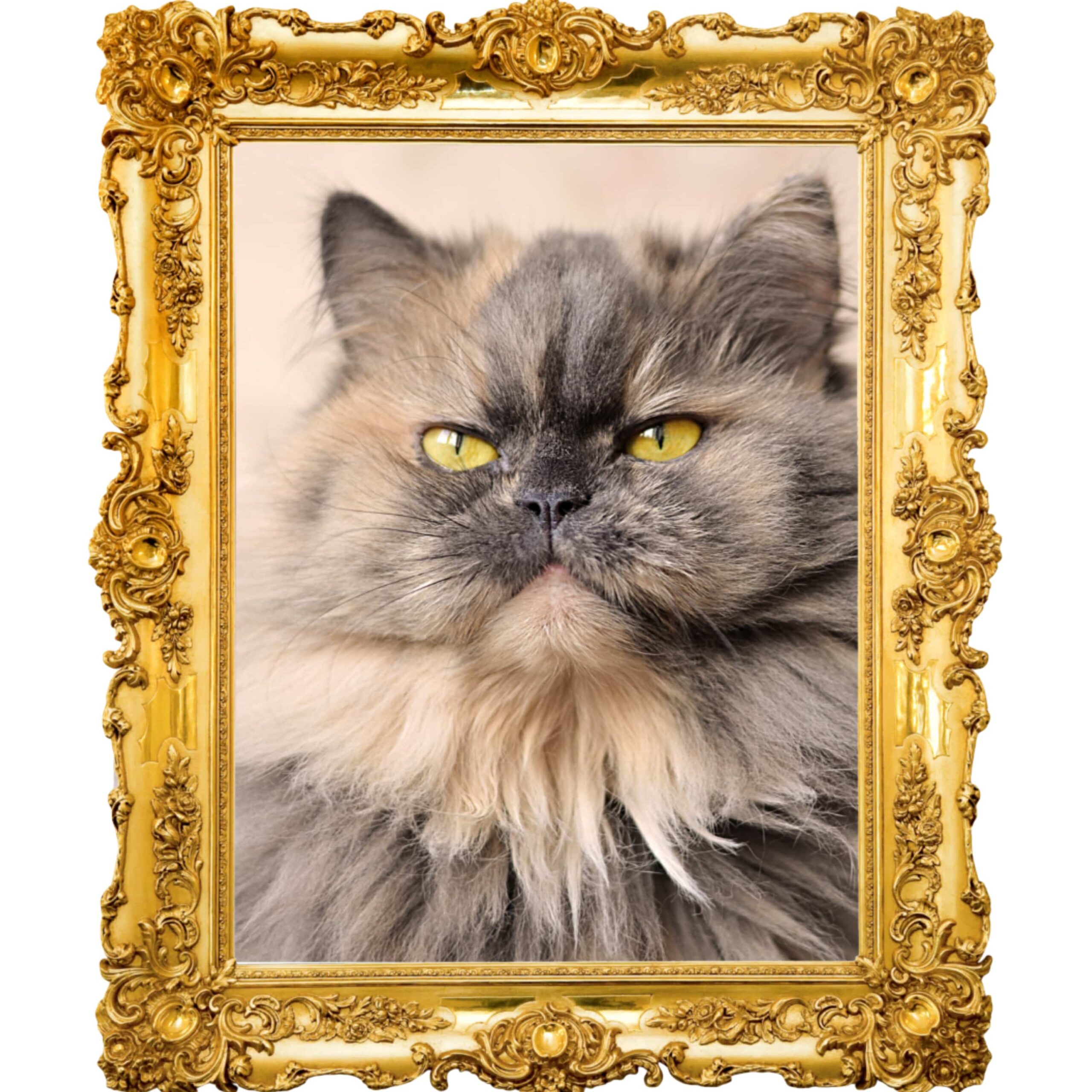portrait of cat